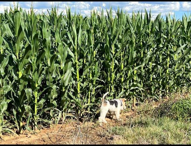 FARM FOR SALE IN BETHLEHEM RURAL